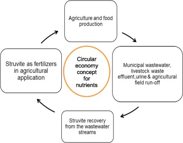 Struvite as a sustainable nutrient recovery strategy: current trends and future perspectives: