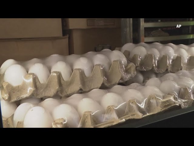 US unveils $1bn bird flu plan to tackle rising egg prices