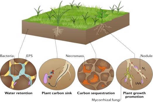 Climate Change Threatens Soil Microbiomes, Posing Risks to Global Carbon Balance