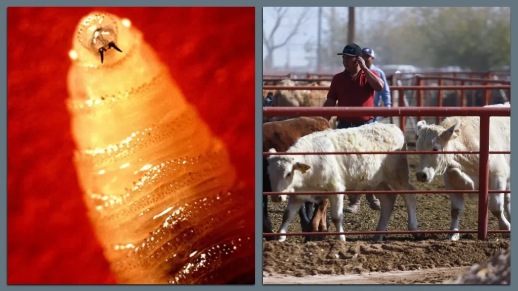 First U.S. Human Case of Flesh-Eating Screwworm Reported