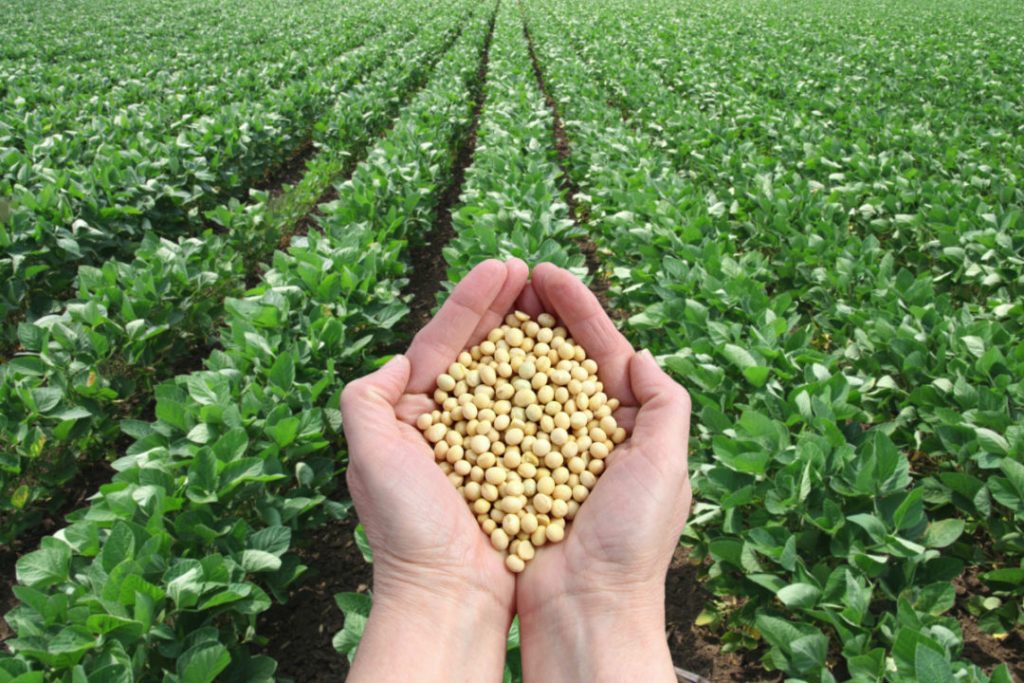 Cotton–Soybean Intercropping: A Sustainable Solution for Pakistan’s Agriculture