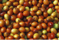 Ber: A Resilient Fruit Crop under Changing Climate