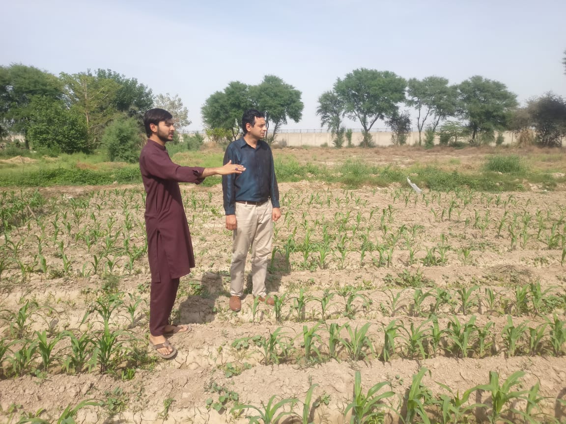 مکئی میں زنک کی ایگرونومک بائیوفورٹیفیکیشن: پیداوار اور غذائیت میں بہتری کی مؤثر حکمتِ عملی