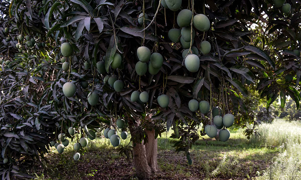 Pakistan Mango Exhibition Opens Today at Souq Waqif with Record Participation