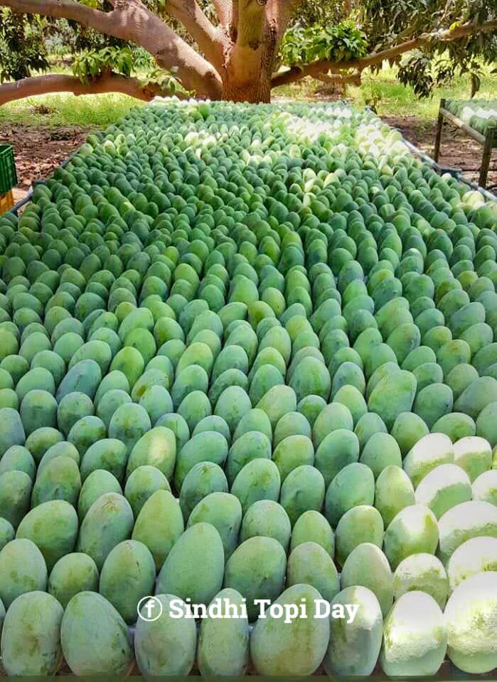 Pakistan Mango Exhibition Opens Today at Souq Waqif with Record Participation