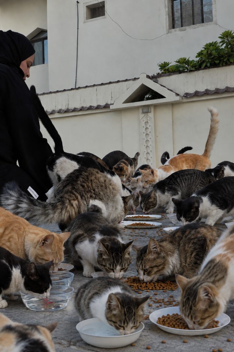 Young Lady’s Silent Mission: Feeding More Than 100 Street Cats Daily Across Doha