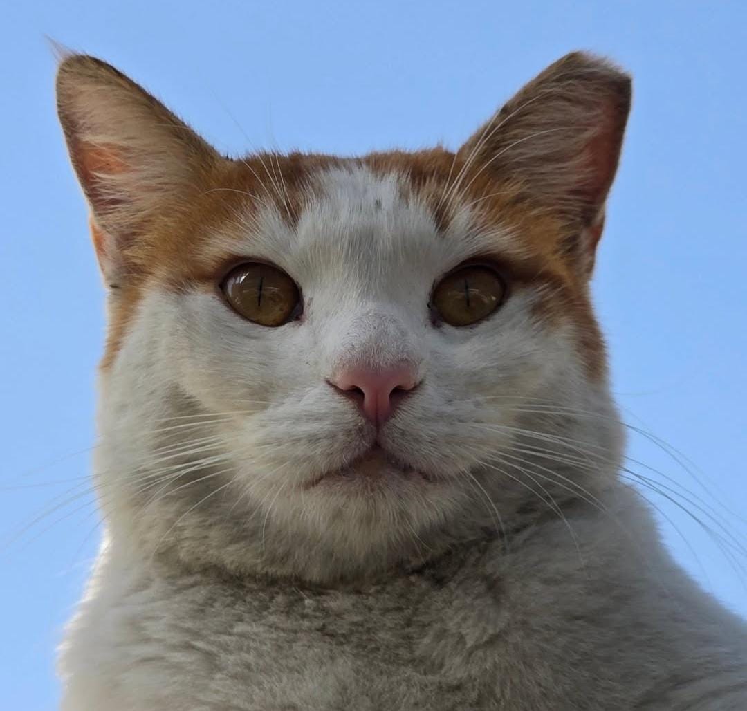 Young Lady’s Silent Mission: Feeding More Than 100 Street Cats Daily Across Doha