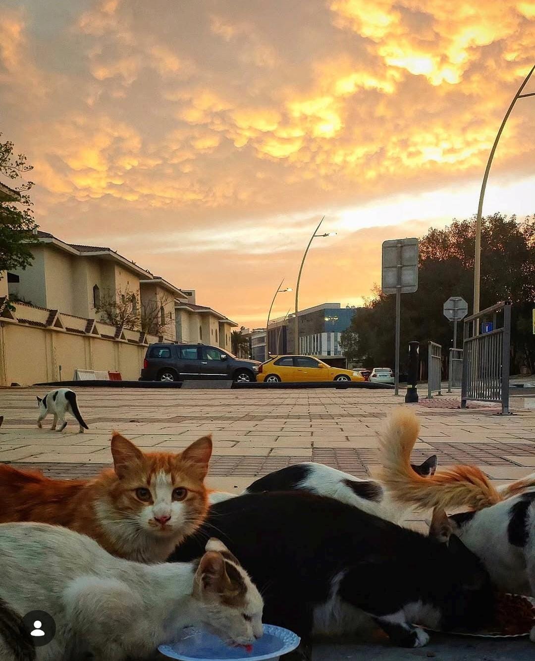 Young Lady’s Silent Mission: Feeding More Than 100 Street Cats Daily Across Doha