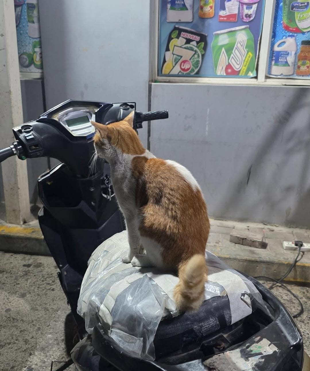 Young Lady’s Silent Mission: Feeding More Than 100 Street Cats Daily Across Doha