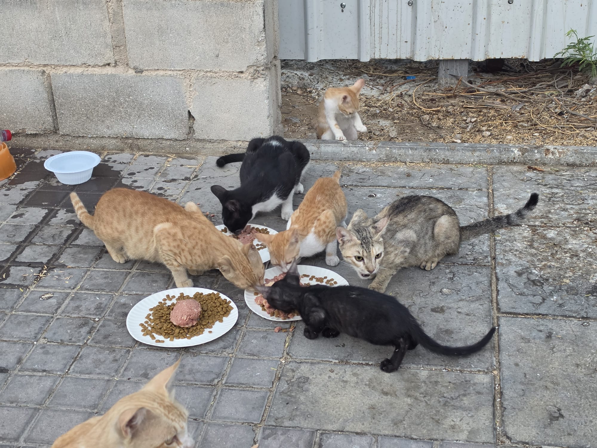 Young Lady’s Silent Mission: Feeding More Than 100 Street Cats Daily Across Doha