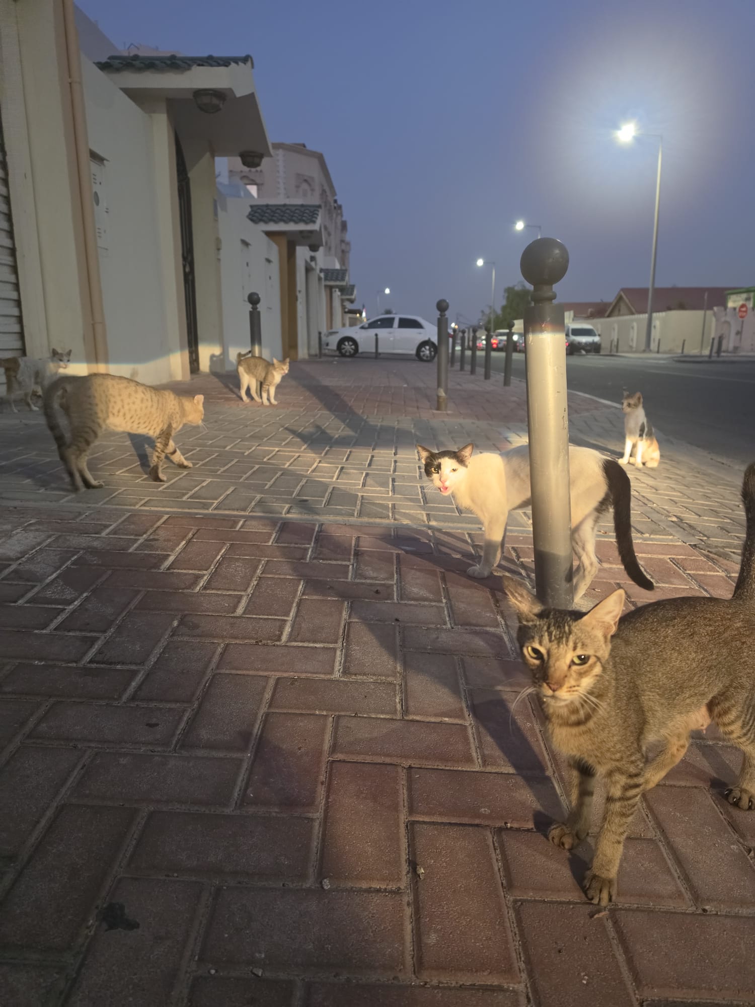 Young Lady’s Silent Mission: Feeding More Than 100 Street Cats Daily Across Doha