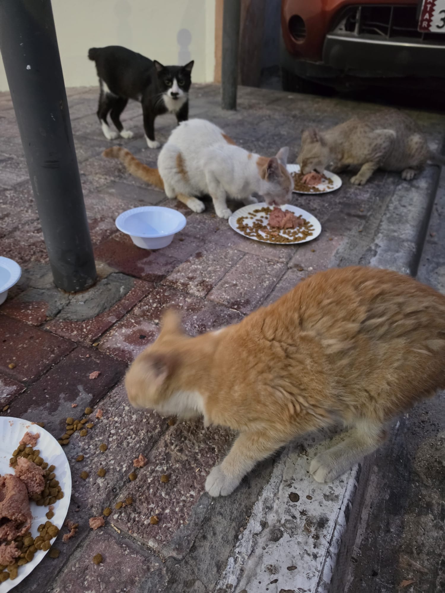 Young Lady’s Silent Mission: Feeding More Than 100 Street Cats Daily Across Doha