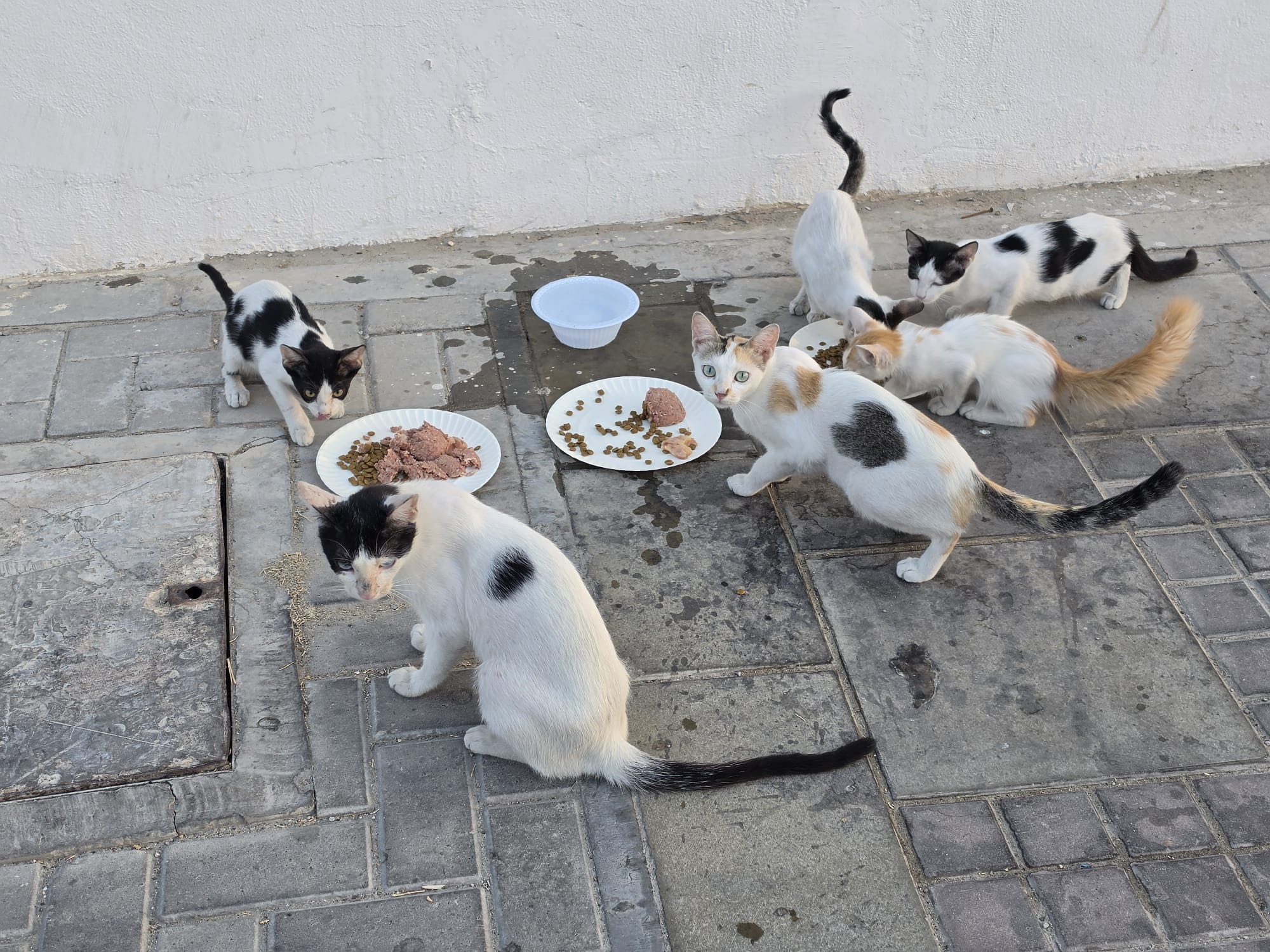 Young Lady’s Silent Mission: Feeding More Than 100 Street Cats Daily Across Doha