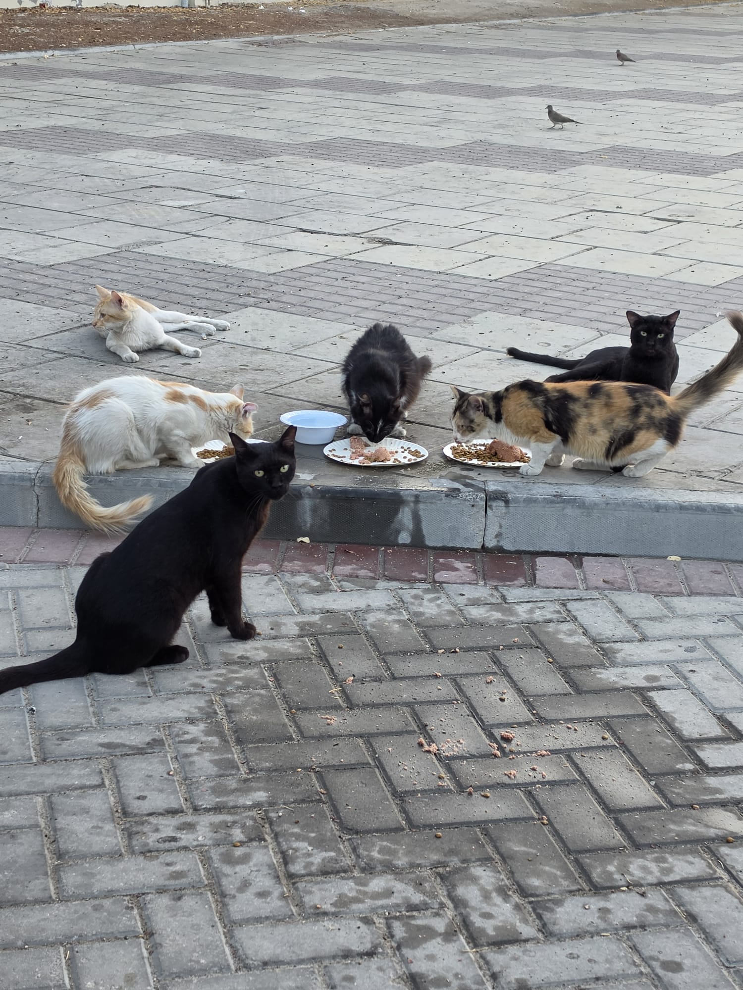 Young Lady’s Silent Mission: Feeding More Than 100 Street Cats Daily Across Doha