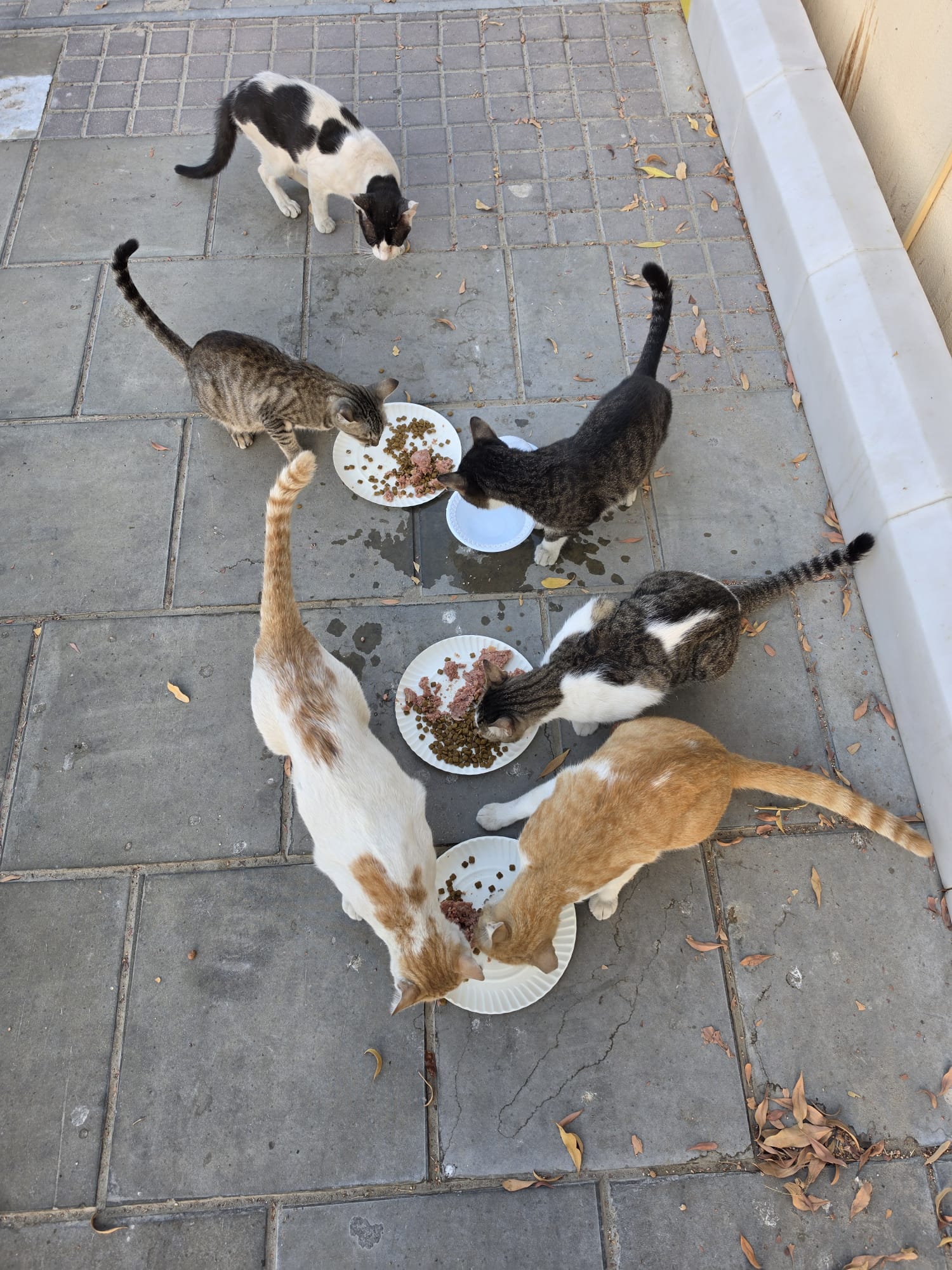 Young Lady’s Silent Mission: Feeding More Than 100 Street Cats Daily Across Doha