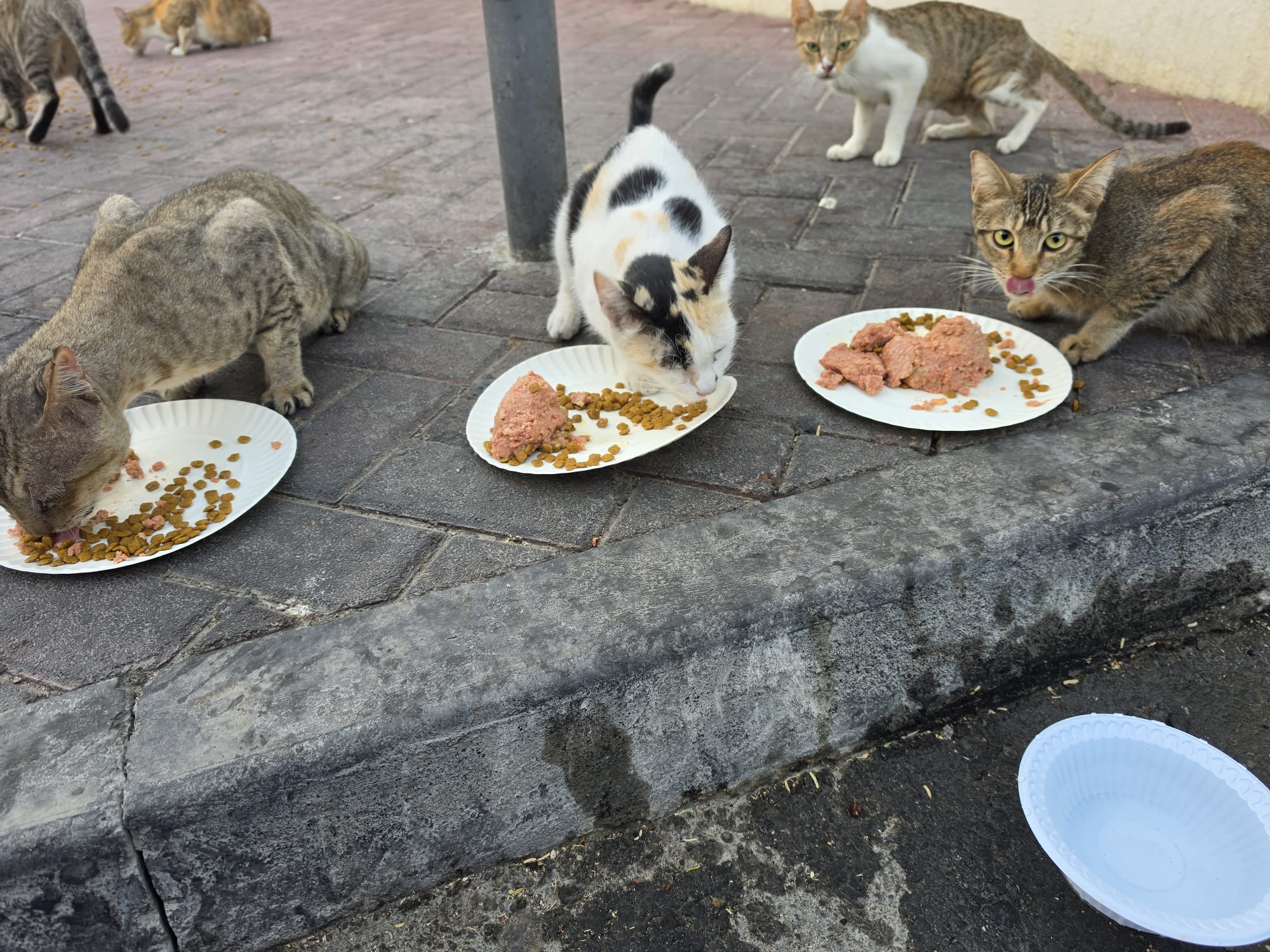 Young Lady’s Silent Mission: Feeding More Than 100 Street Cats Daily Across Doha